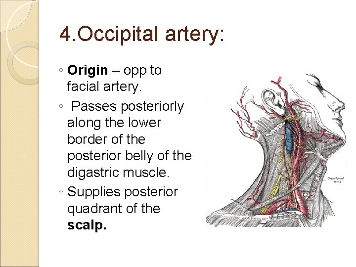 4. Occipital artery: ◦ Origin – opp to facial artery. ◦ Passes posteriorly along