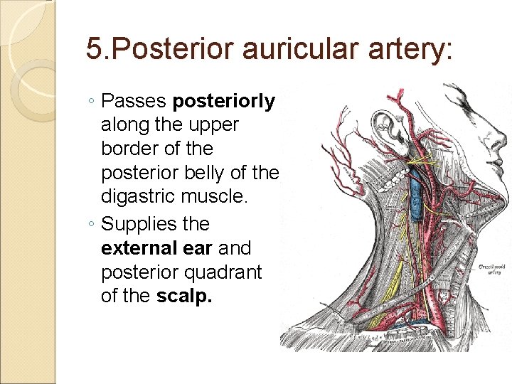 5. Posterior auricular artery: ◦ Passes posteriorly along the upper border of the posterior