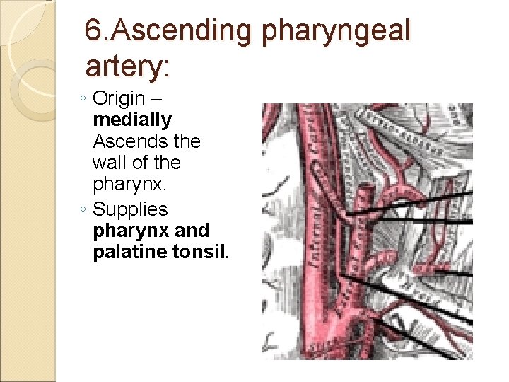 6. Ascending pharyngeal artery: ◦ Origin – medially Ascends the wall of the pharynx.