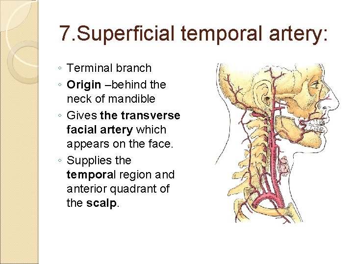 7. Superficial temporal artery: ◦ Terminal branch ◦ Origin –behind the neck of mandible
