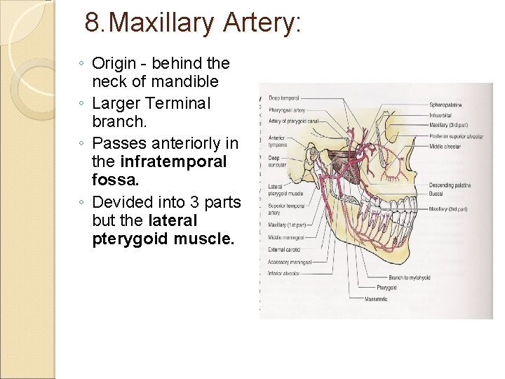 8. Maxillary Artery: ◦ Origin - behind the neck of mandible ◦ Larger Terminal
