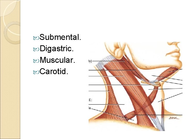  Submental. Digastric. Muscular. Carotid. 