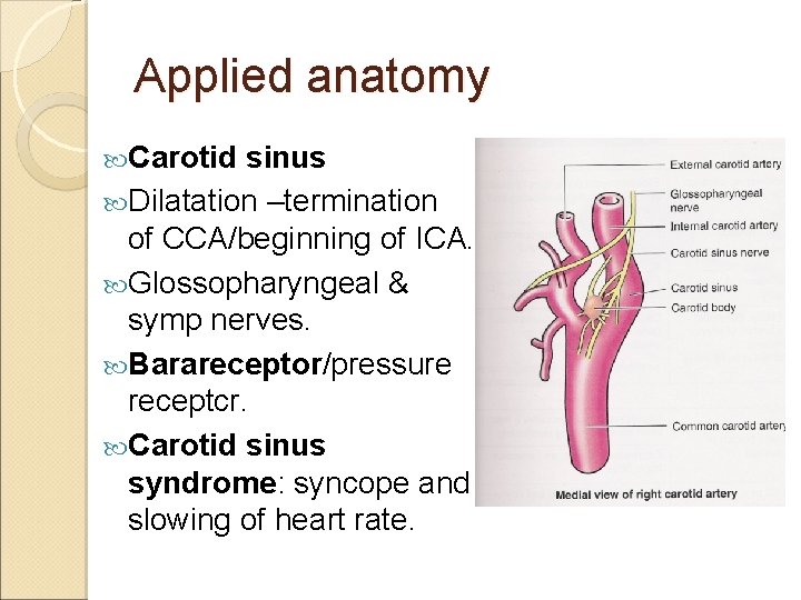 Applied anatomy Carotid sinus Dilatation –termination of CCA/beginning of ICA. Glossopharyngeal & symp nerves.