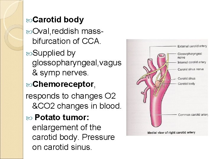  Carotid body Oval, reddish massbifurcation of CCA. Supplied by glossopharyngeal, vagus & symp