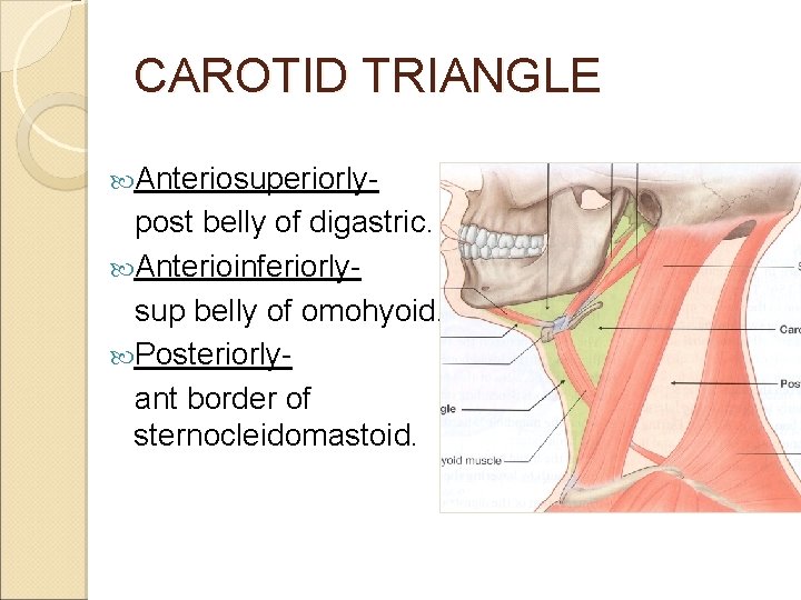 CAROTID TRIANGLE Anteriosuperiorly- post belly of digastric. Anterioinferiorly sup belly of omohyoid. Posteriorly ant