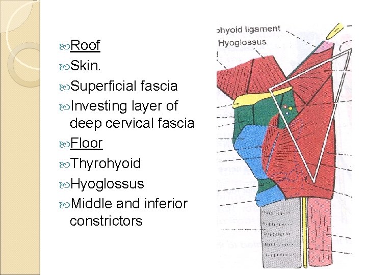  Roof Skin. Superficial fascia Investing layer of deep cervical fascia Floor Thyrohyoid Hyoglossus