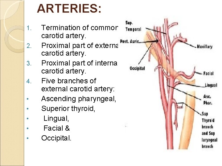 ARTERIES: 1. 2. 3. 4. • • • Termination of common carotid artery. Proximal