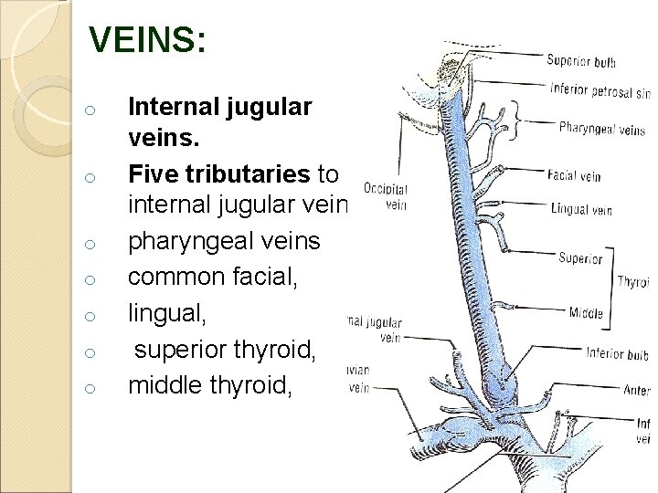 VEINS: o o o o Internal jugular veins. Five tributaries to internal jugular veins