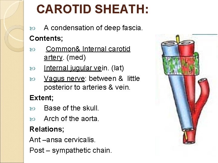 CAROTID SHEATH: A condensation of deep fascia. Contents; Common& Internal carotid artery. (med) Internal