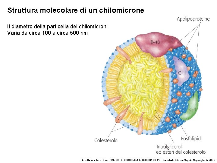 Struttura molecolare di un chilomicrone Il diametro della particella dei chilomicroni Varia da circa