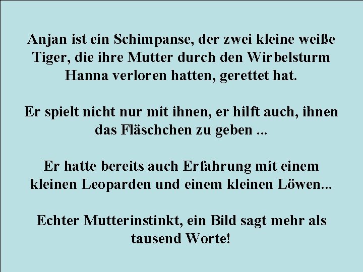 Anjan ist ein Schimpanse, der zwei kleine weiße Tiger, die ihre Mutter durch den