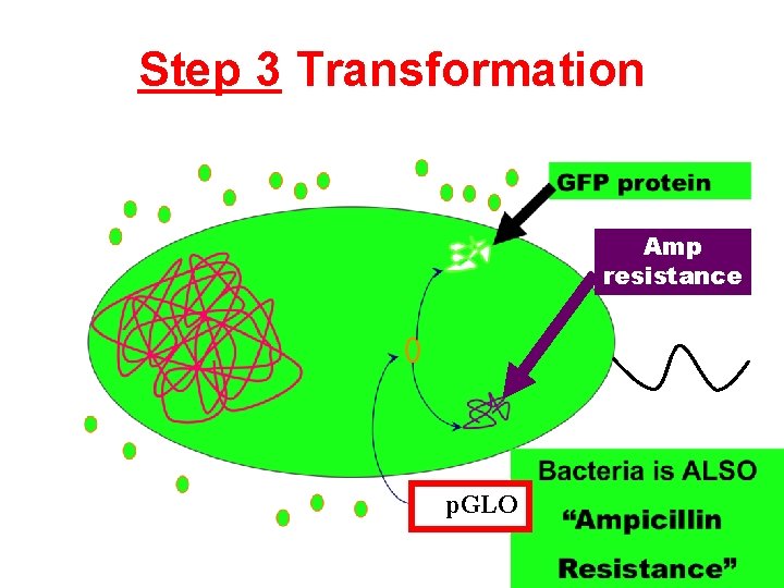 Step 3 Transformation Amp resistance p. GLO 