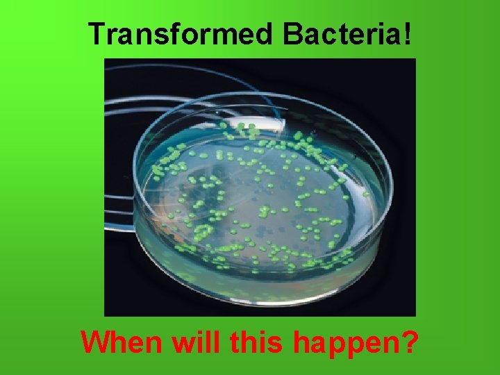 Transformed Bacteria! When will this happen? 