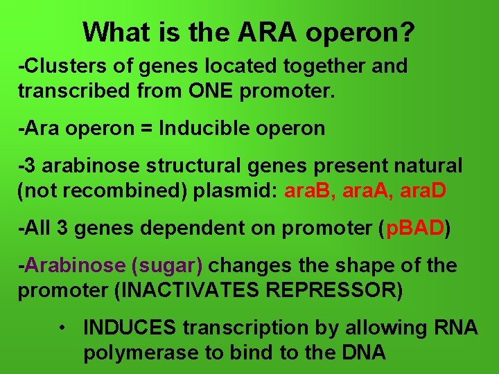 What is the ARA operon? -Clusters of genes located together and transcribed from ONE