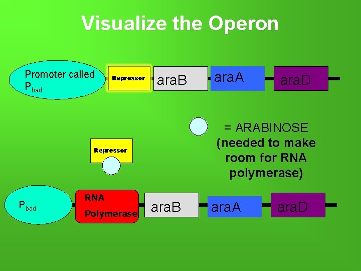 Visualize the Operon Promoter called Pbad Repressor ara. B Pbad Polymerase ara. D =