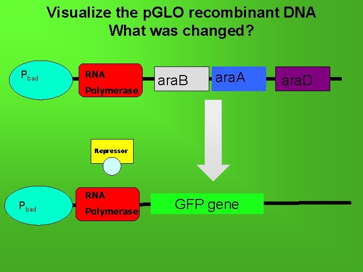 Visualize the p. GLO recombinant DNA What was changed? Pbad RNA Polymerase ara. B