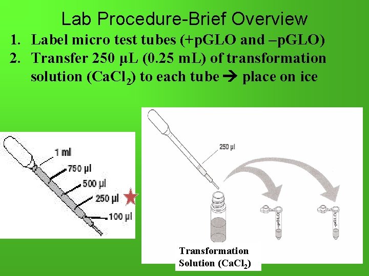 Lab Procedure-Brief Overview 1. Label micro test tubes (+p. GLO and –p. GLO) 2.
