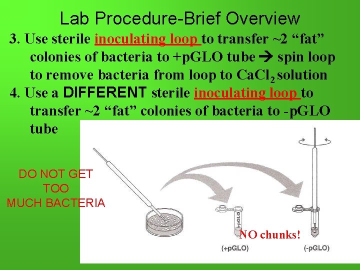 Lab Procedure-Brief Overview 3. Use sterile inoculating loop to transfer ~2 “fat” colonies of