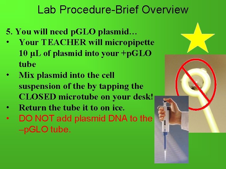 Lab Procedure-Brief Overview 5. You will need p. GLO plasmid… • Your TEACHER will