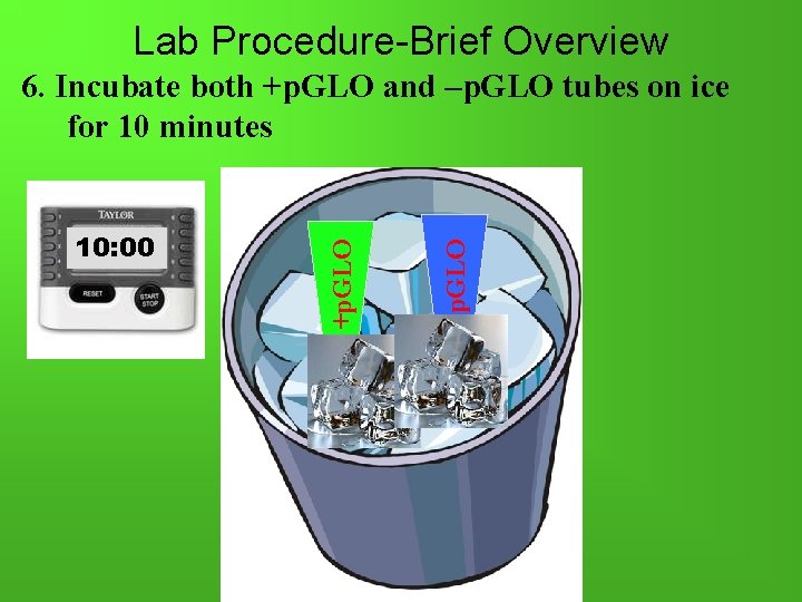 Lab Procedure-Brief Overview -p. GLO 10: 00 +p. GLO 6. Incubate both +p. GLO