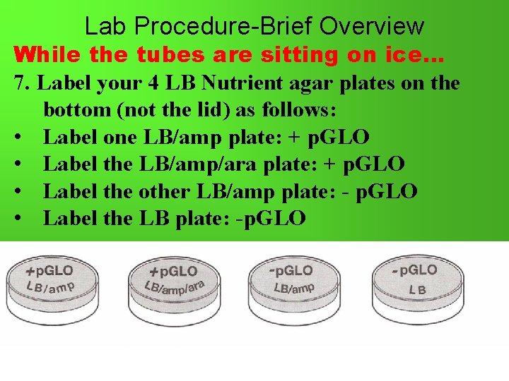 Lab Procedure-Brief Overview While the tubes are sitting on ice… 7. Label your 4