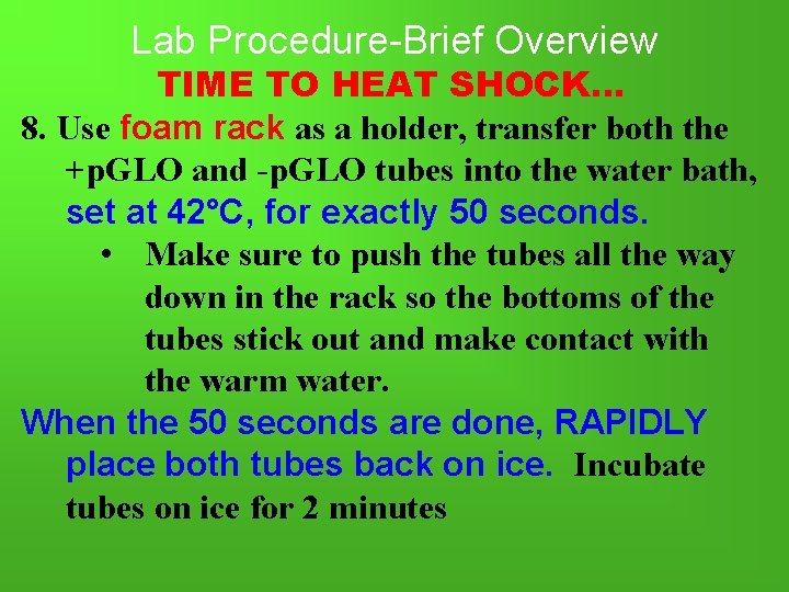 Lab Procedure-Brief Overview TIME TO HEAT SHOCK… 8. Use foam rack as a holder,
