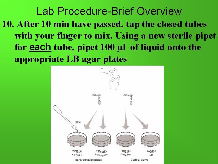 Lab Procedure-Brief Overview 10. After 10 min have passed, tap the closed tubes with