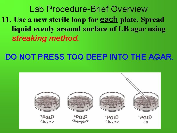 Lab Procedure-Brief Overview 11. Use a new sterile loop for each plate. Spread liquid