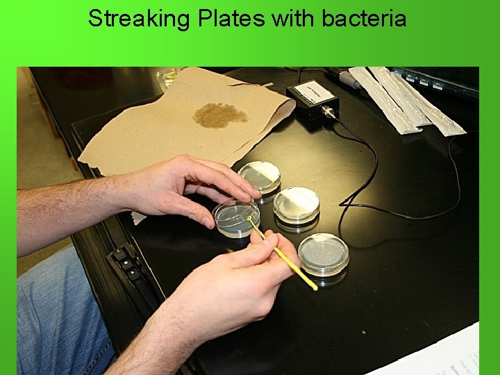 Streaking Plates with bacteria 