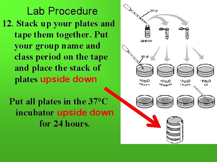 Lab Procedure 12. Stack up your plates and tape them together. Put your group