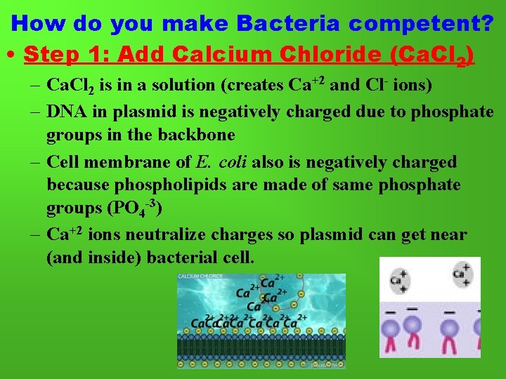 How do you make Bacteria competent? • Step 1: Add Calcium Chloride (Ca. Cl