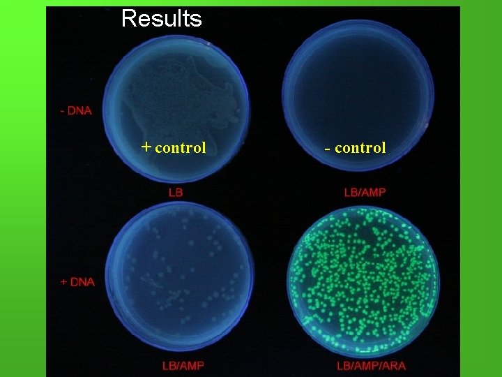 Results + control - control 