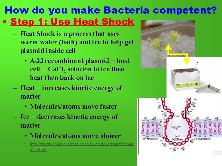 How do you make Bacteria competent? • Step 1: Use Heat Shock – Heat