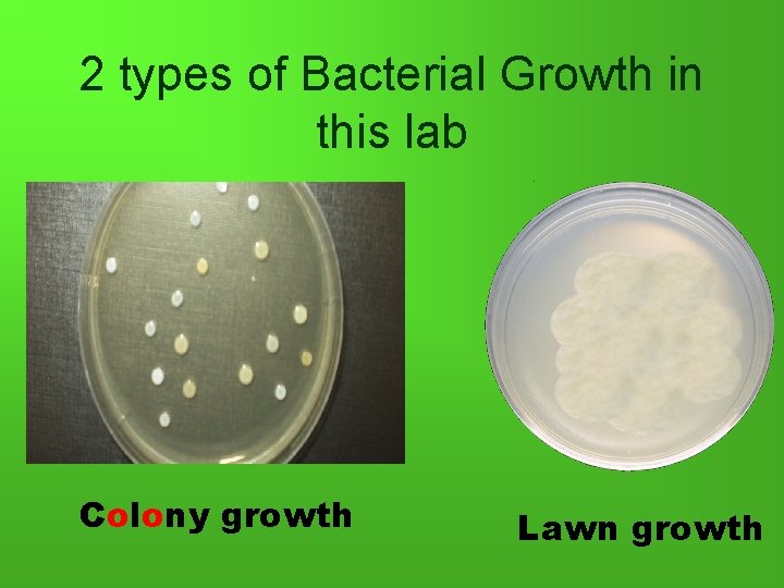 2 types of Bacterial Growth in this lab Colony growth Lawn growth 