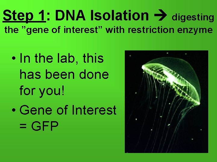 Step 1: DNA Isolation digesting the ”gene of interest” with restriction enzyme • In