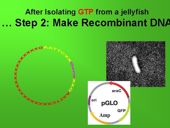 After Isolating GTP from a jellyfish … Step 2: Make Recombinant DNA Amp 