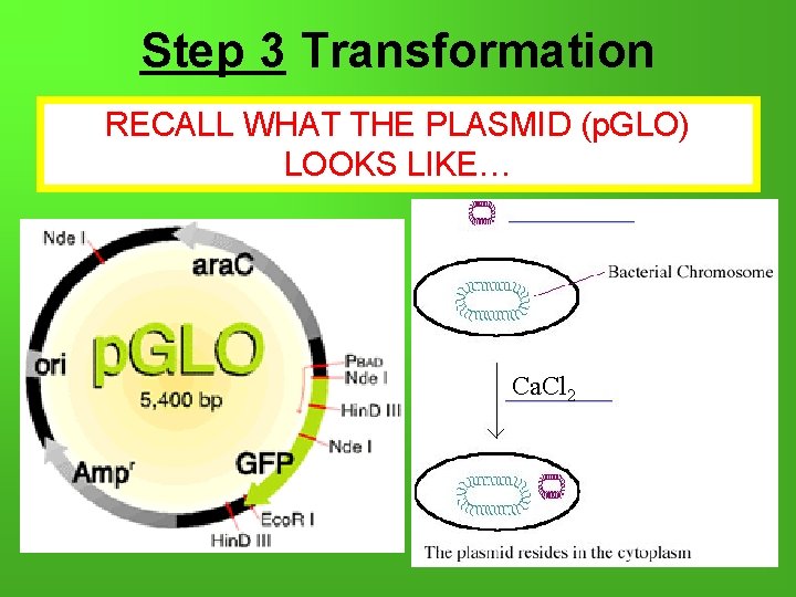 Step 3 Transformation RECALL WHAT THE PLASMID (p. GLO) LOOKS LIKE… Ca. Cl 2