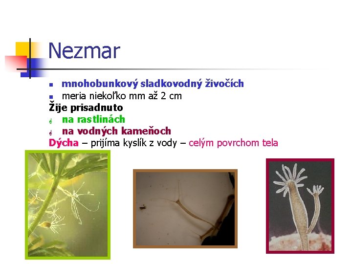 Nezmar mnohobunkový sladkovodný živočích meria niekoľko mm až 2 cm Žije prisadnuto na rastlinách