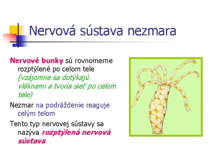 Nervová sústava nezmara Nervové bunky sú rovnomerne rozptýlené po celom tele (vzájomne sa dotýkajú