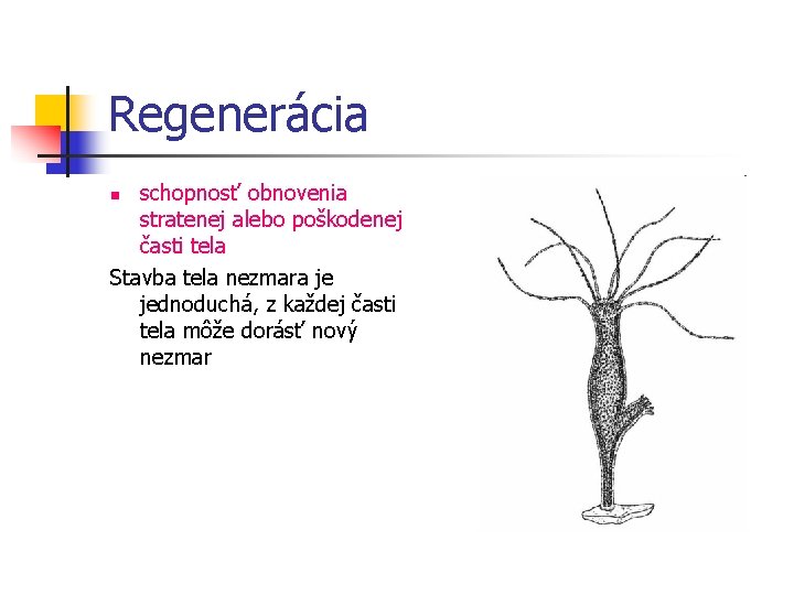 Regenerácia schopnosť obnovenia stratenej alebo poškodenej časti tela Stavba tela nezmara je jednoduchá, z