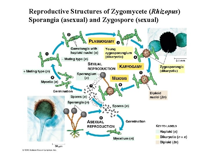 Reproductive Structures of Zygomycete (Rhizopus) Sporangia (asexual) and Zygospore (sexual) 