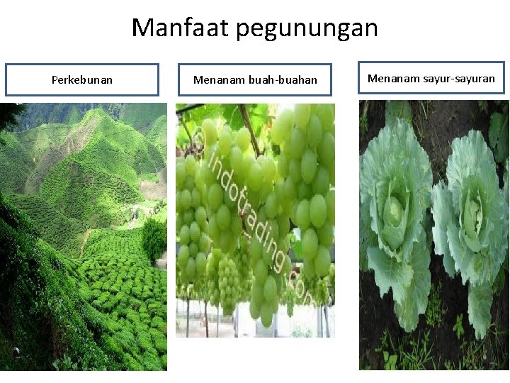 Manfaat pegunungan Perkebunan Menanam buah-buahan Menanam sayur-sayuran 
