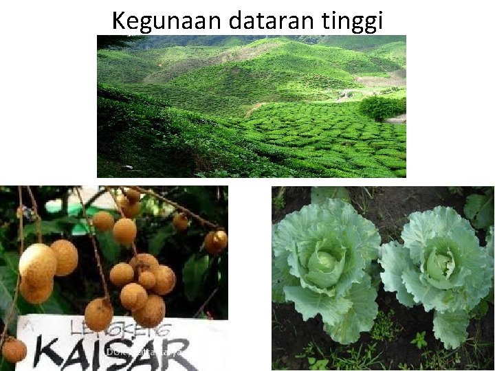 Kegunaan dataran tinggi 