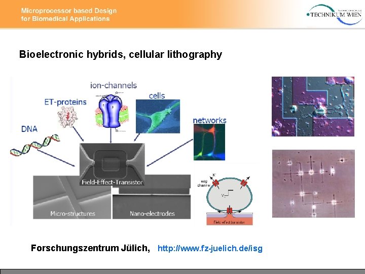 Bioelectronic hybrids, cellular lithography Forschungszentrum Jülich, http: //www. fz-juelich. de/isg 