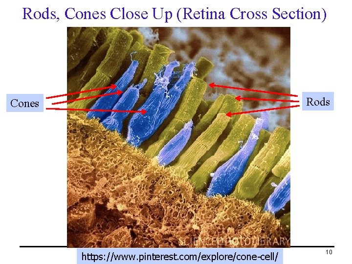 Rods, Cones Close Up (Retina Cross Section) Rods Cones PHY 2054: Chapter 26 B