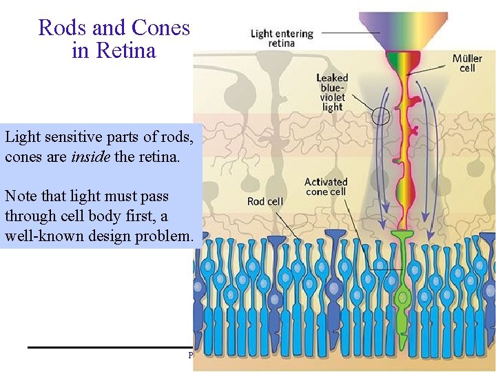 Rods and Cones in Retina Light sensitive parts of rods, cones are inside the