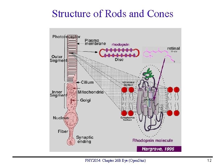 Structure of Rods and Cones PHY 2054: Chapter 26 B Eye (Open. Stax) 12