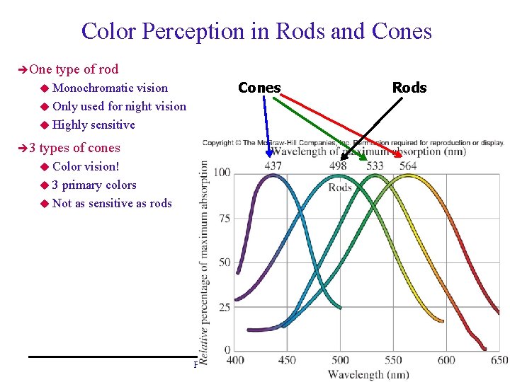 Color Perception in Rods and Cones One type of rod u Monochromatic vision u