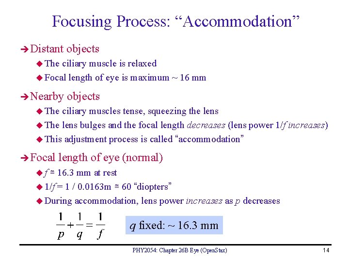 Focusing Process: “Accommodation” Distant objects u The ciliary muscle is relaxed u Focal length