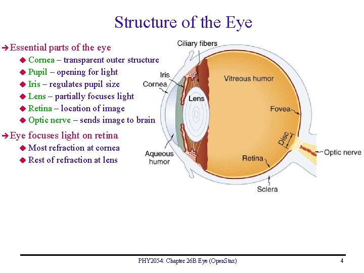 Structure of the Eye Essential parts of the eye u Cornea – transparent outer